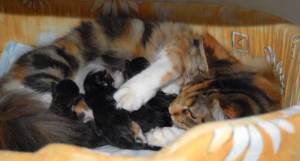 Mama Flaemchen mit Babies